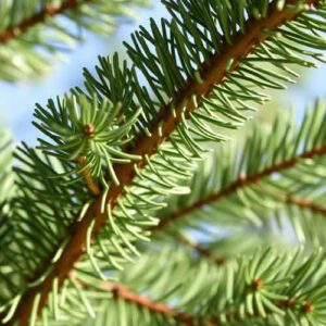 Araucaria heterophylla