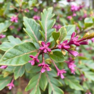 Aucuba japonica