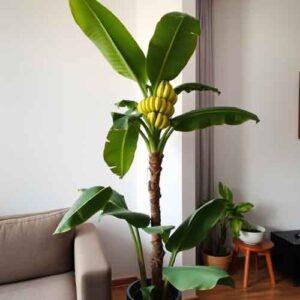 Bananenbaum in der Wohnung