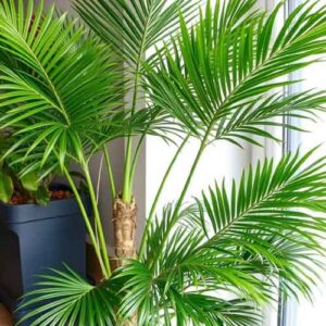Betelpalme (Areca) als Zimmerpflanze
