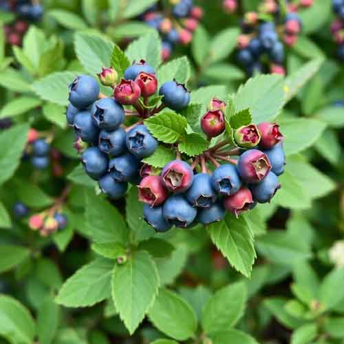 Blaubeerstrauch