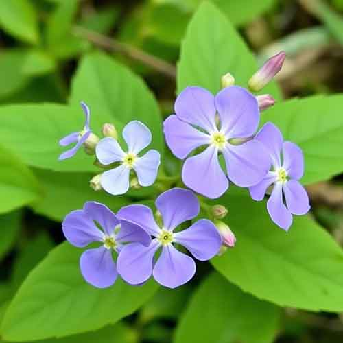 Bleiwurzgewächse (Plumbaginaceae)