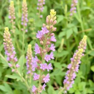 Buschklee (Lespedeza thunbergii)