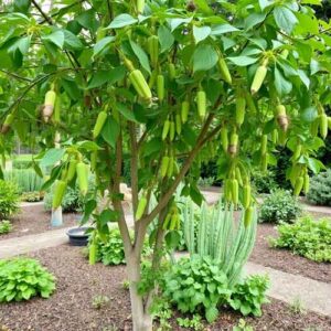 Caragana arborescens (Gemeiner Erbsenstrauch)