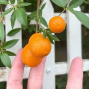 Citrofortunella mitis (Calamondin)