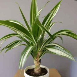 Dracaena fragrans (Duftender Drachenbaum) 🍀Eine Pflanze.de
