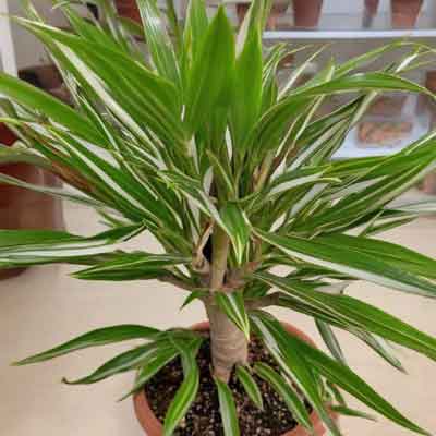 Drachenbaum (Dracaena) | Eine Pflanze.de