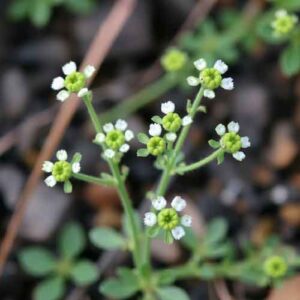 Erbsenpflanze (Senecio rowleyanus)