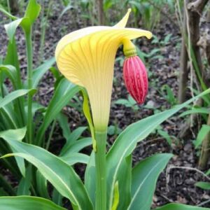 Feuerkolben (Arisaema, Kobralilien)