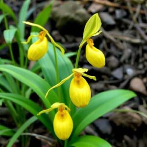 Gelber Frauenschuh Orchidee
