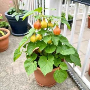 Lampionblume (Physalis alkekengi)