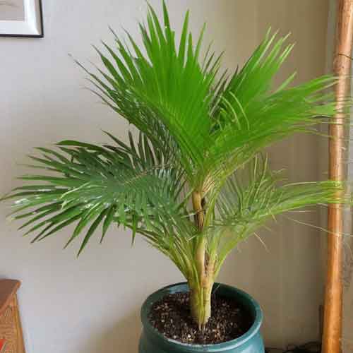 Madagaskarpalmen (Pachypodium lamerei) | Eine Pflanze.de