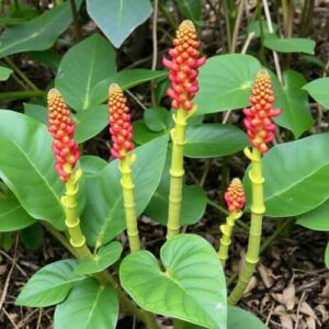 Schlauchpflanzengewächse (Sarraceniaceae)