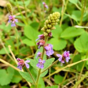 Stachys (Ziest)
