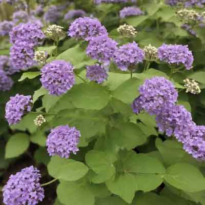 Vanilleblume (Heliotropium arborescens) Info