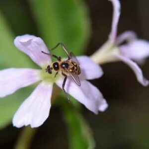 Venus-Frauenspiegel (Legousia speculum-veneris)